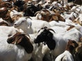 Domesticated goats raised for the vegetation management industry